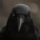 Coin image for 12yoGQFrqF8wgzQ3U9mAGPnKkreMRfufnntdnFsjpump