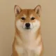 Coin image for 27F6CpDDywYVo5DBkRgWdVKPQbjTTYeXkfQstE4Cpump