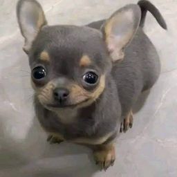Coin image for 28ezfHXs288QcBdVubtHbSfQoJBEC3EdvrevScmXpump