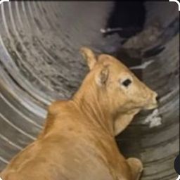 Coin image for 2AxmqsKBTqGm6iYeJjH6C63GuD3rfd5dVTvFLaE4pump