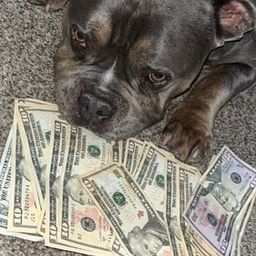 Coin image for 2DQqyCaTMCVQJMNsWvSV68NyfmKi2GiCPvfz3wrApump