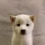 Coin image for 2ErdtcREbucdL3Yr5MYzMo5DyxgxUWbYTAV4qYbhpump