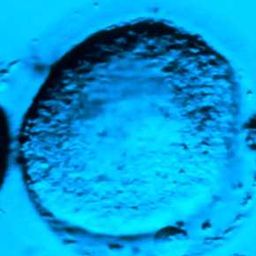 Coin image for 2SSeELLxZFb4D8JZ1GRCoQf6J5GGWGArDS4DAzEd11FG