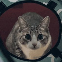 Coin image for 2Sm2XiqaBWb8osmix4QHoqDkGtz66mtuuYYsSmQxpump