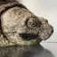 Coin image for 2gd8tmgiytuLgi1JUSdpbYZdDEudpKcoFkxjXiPSdUux
