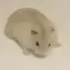 Coin image for 2iuhsaQmKhGcZZCn8q5jZLpQMgE2sa6zNzrQCp3Zpump
