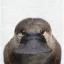 Coin image for 2mZT1Pto3MvXzoTNbERV3UJChm1igVUfsY4ibho9pump