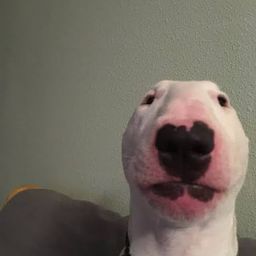Coin image for 2t2nNA5ha7MEXLUQdm9NHynvXM9KPaDmLh24UpFfpump