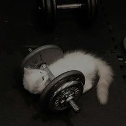 Coin image for 2xGymspUdeYhgHGCm9AReZgbeeCuUHfTo3dJwYhfpump
