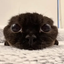 Coin image for 34DKKH5ygz6TZmcek2o4QRJbXstSxzKGTXMf7rDXpump