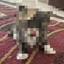 Coin image for 39mkVJdVazL5dVdzQtTswKnibaCCAQjvvudtxRqTpump
