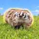 Coin image for 3CAqjF4BQgoB8DdjtSEBwkXXmmxYdq7C1tSwwjPypump
