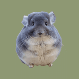 Coin image for 3CfJfyVmFaVcdetjHcFSUGbBYvKhs2zKsgqfkexxpump