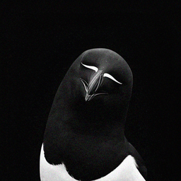 Coin image for 3FUUcX3nQv14aYEy18aixsJB8fvy15eZjGrMjQXrpump