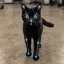 Coin image for 3HfUmnbzzDLCkqazFCYVmb537hoMUZVTpVrWGdbFpump