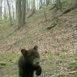 Coin image for 3LkrKCMYRCKt8XviRGpJdZLk3GoFK7q79iJLKj35pump