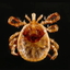Coin image for 3zhA4dumYpHoRDGScwoqqCcRtqAWRED8NCtv1TqZpump