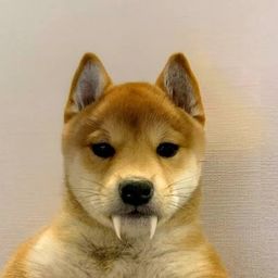 Coin image for 44mKvQrcLpJLYL5ZnR9sRgDTSqKjb9KtrL2ahRUNpump