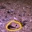 Coin image for 46ZvpSphEWhaG56a697swh6iCetKFR9PMmyfUMsepump