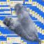 Coin image for 4MCXtsFMKmLcCzN9ifQ5M3cVULtN38JQGYRWZDjppump