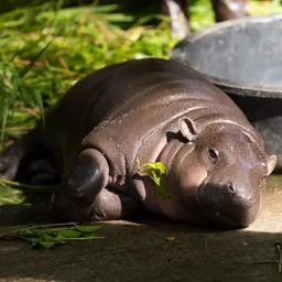Coin image for 4NMLPx3W8d4DESVZw5MfZrbQmXhwaDN2Av6canR3pump