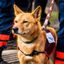 Coin image for 4QgdKCo35xjrvt8PLfhGrxsKQkhWsyw53fimJ7aspump