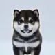 Coin image for 4SHKYpCsQQA122i9Tro8XFLfBHbfV5F2rwDVapKmpump