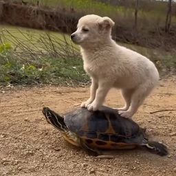 Coin image for 4SRWWBHtZaALDGCTGZP3BukFbLGkSzDrU73Go5znpump