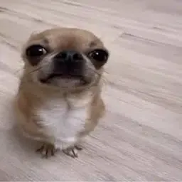 Coin image for 4Ur3ErkwjrDkAURHuNRFeaYz36NbPJcAy1iWddempump