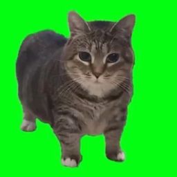 Coin image for 4VWFAyCqVA3ebF5UEvxLUJcGqBZfPj3rDzZecsQMpump