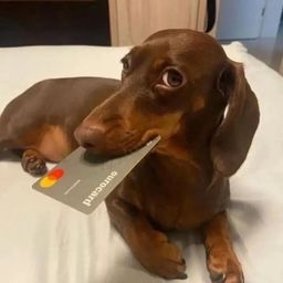 Coin image for 4ZPZm5iVz8cmHz8syfKBxqYPfDzX18YY9YfvSnj2pump