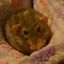 Coin image for 4bHMFKYarSpm3o1rvToN7cJ9dvpAwLDMDKmpzV89FmvW