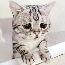 Coin image for 4cJGh715aeUqycf6r7GYdU6PRpazvni5jcdoX1FFpump