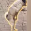 Coin image for 4dLc7yWGPmWsveVbERbhwLj4rE5paXg13qEREH9spump