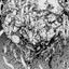 Coin image for 4gaFmTcPiDzH6iGF57BbRi2ZXG7yLqUXh1hFHuZXpump