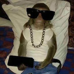 Coin image for 4j2CTXM8qaydPvbnDezJ8PmbK7VccNEEhy96arqWpump