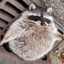 Coin image for 4rH1RiMYspEw5cbPdJuy42wvqKLa4YExGyfJkGMPt1UE