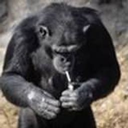 Coin image for 4tnvExAaepYBZoPhThBxzDfEn9fgs3dD4nYqaAgtpump