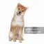 Coin image for 4vppXWrriyKHcn1cyDRiAeTg2t4Q4HyuyWkTJPLdpump