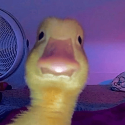 Coin image for 51bZ2cWPfesDnzHpZ8dASmNNGgEBdpRctV7wsudUpump