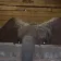 Coin image for 52oTymEKXPupp4apCCacNw2Jeag81TgeuQWsoopApump