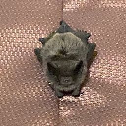 Coin image for 5JQ3Aqx2nkunScfaQDvhewGm5ArBCJFTMFKgM1bPpump