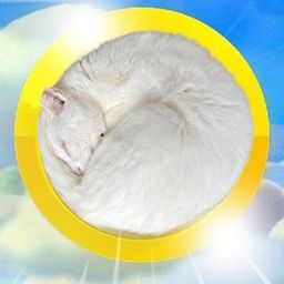 Coin image for 5L6ih8wsbFaDQveGN1kMT4XudtorgsH5iPvPVmCHpump