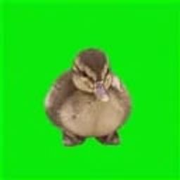 Coin image for 5UgEyLBfApEk9QFc7DY5yFGSMCycajYtb2xGKdehpump