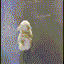 Coin image for 5Wd2ALxQfnpgQKCyH4WL9giBiiuuLuJs84CJxfQccvmN