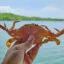 Coin image for 5abF1oPpiALcYnygbD6o6rTVarFeDcibNoNCV8Ncpump