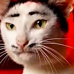 cat Tate