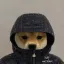 Coin image for 5i99sfSGTj8DghhSKzMTvH9NDwyWroDNZSjWudUSnWAM
