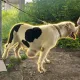 Coin image for 5k85EvTXByWGZ69Z4SPu4N61KYUVWVxqMyviafi2pump