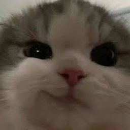 Coin image for 67HnfFCto3Wqhe2ytXBUfiTWrgCST3DFhZANYwrspump